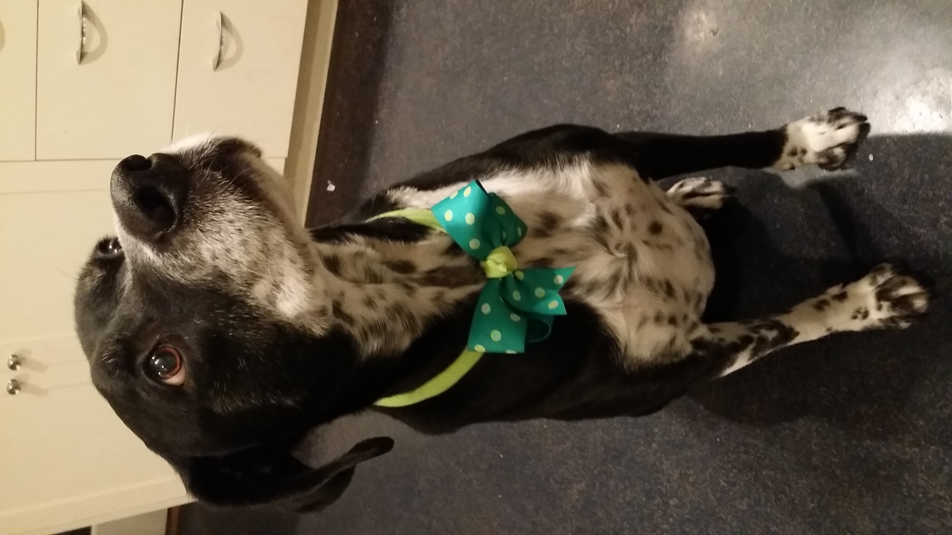 The dog in question.